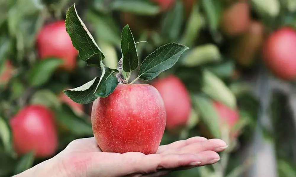 Locals search for apple variety believed to be extinct