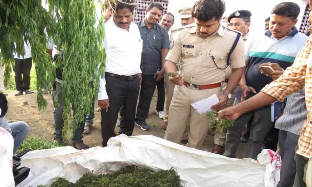 Adilabad: Police seize ganja worth 5 lakh