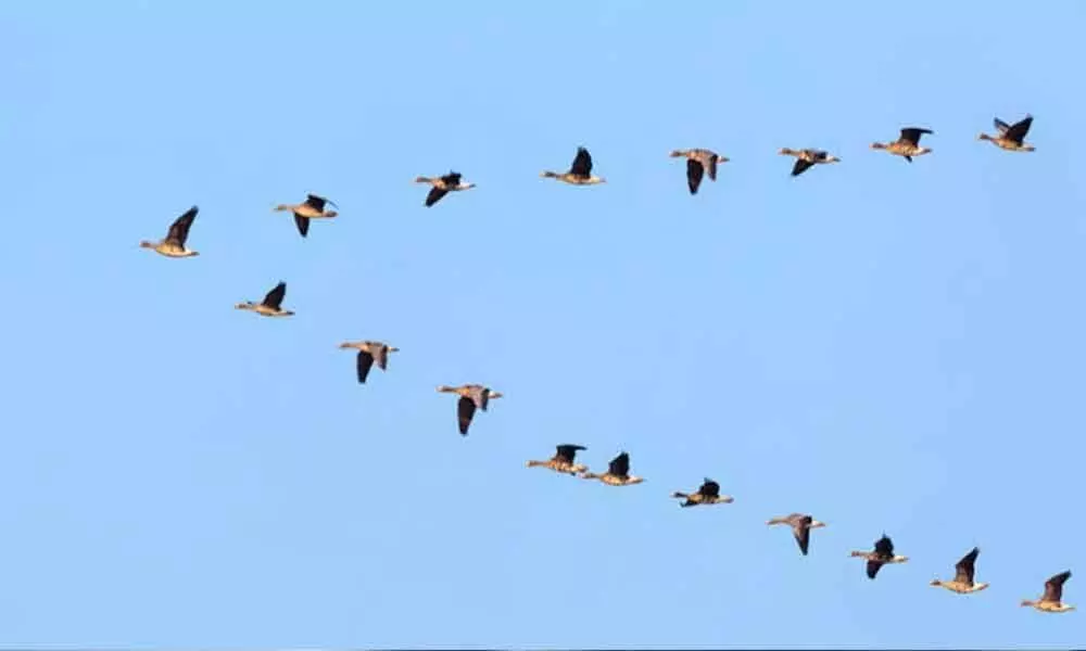 How birds influence each other in coordinated flight decoded