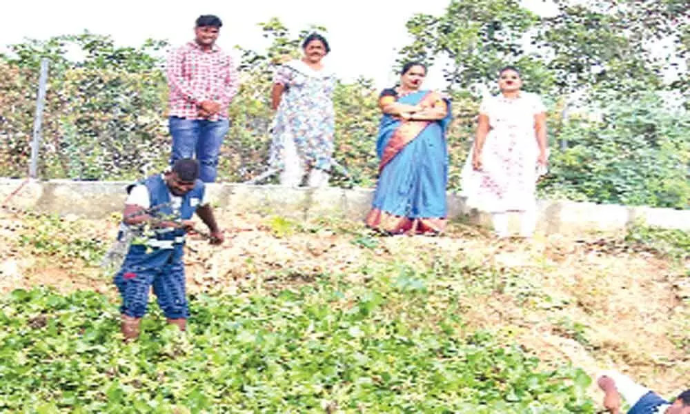 Nagole: GHMC removes hyacinth from tank