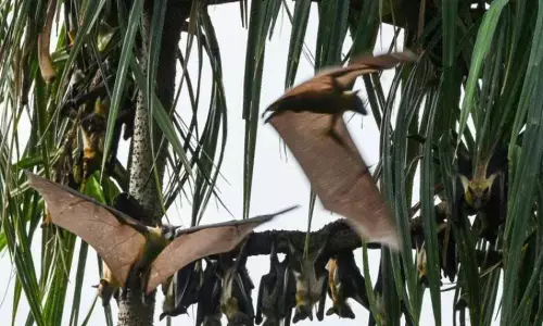 Human noise is a major environmental pollutant: Study