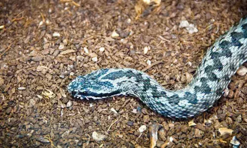 Snake ancestors had legs, cheekbones 100 million years ago: Study