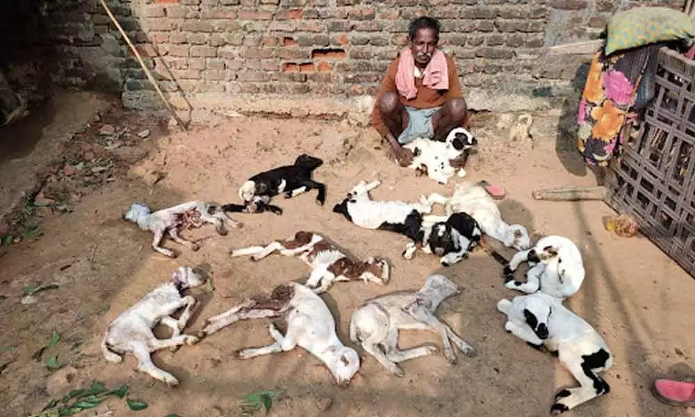 Stray dogs attack 50 sheep, kill 11 in Vizianagaram