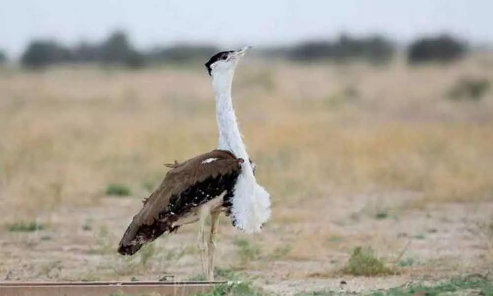New Delhi:  Move afoot to protect Great Indian Bustard