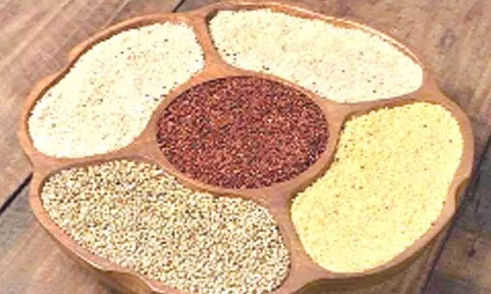 Nellore: Millet farmers in financial doldrums