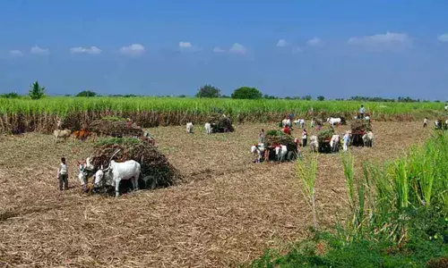Rs. 3,795 Crore-Package For Farmers Hit By Heavy Rain In Gujarat