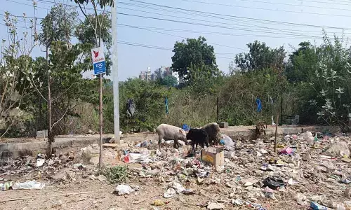 Pig menace pesters NGO Colony at Gachibowli