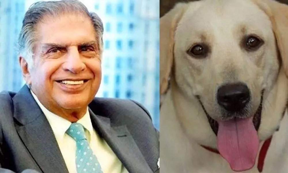 Ratan Tata seeks permanent home for abandoned dog