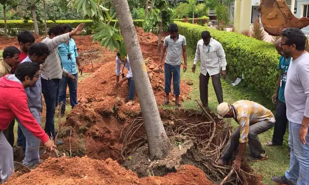 Translocation of trees stuck in official apathy