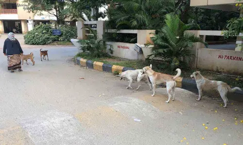 Stray dog menace in Kompally