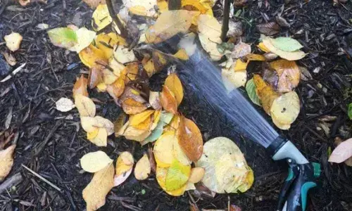 Heres how you can take care of drought-sensitive plants like a pro