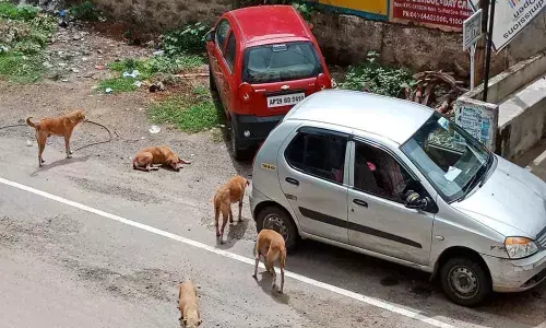 Stray dogs causing panic at Old Alwal