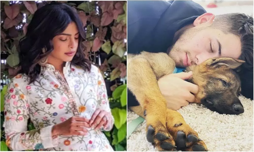Priyanka and Nick Jonas adopt new puppy ahead of their first wedding anniversary