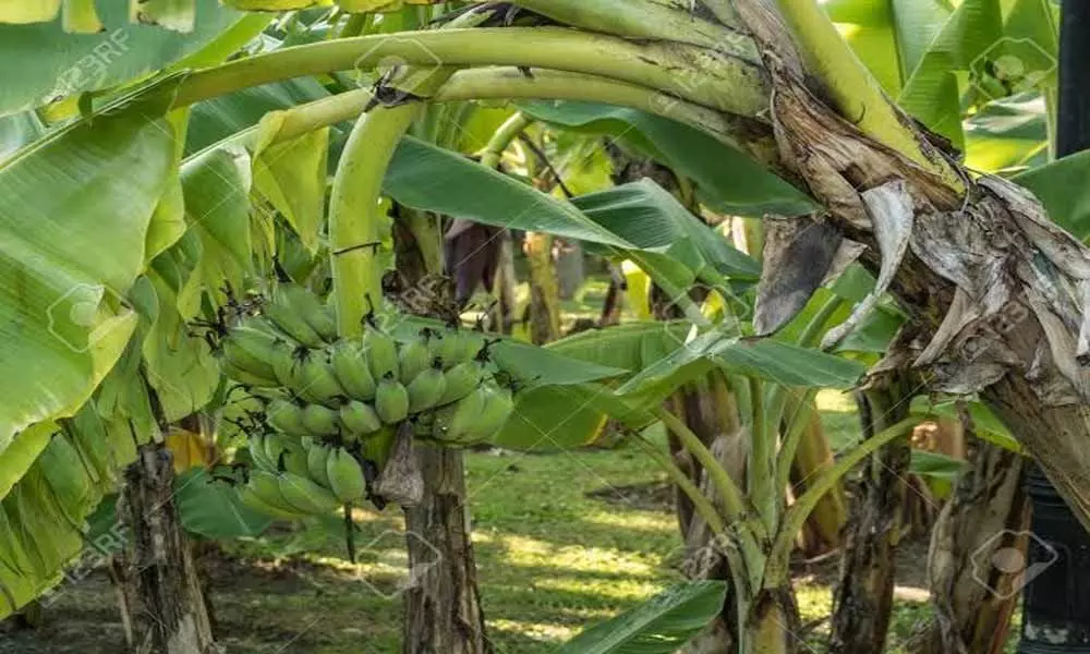 Here is an MBA graduate who cultivates Banana in Subash Palekars method: Watch the video