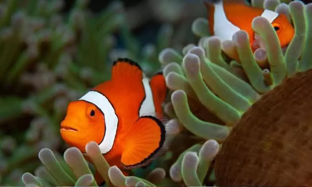 Nemo fish may not adapt to changing climate: Study