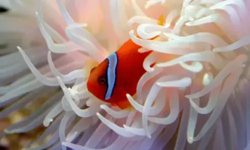 Peculiar mating habits of colourful clownfish put it at risk from climate change