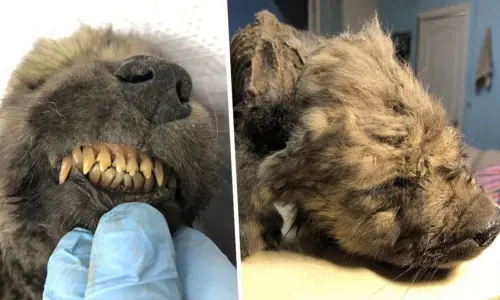 18,000-Year-Old frozen wolf-dog puppy found in Siberia