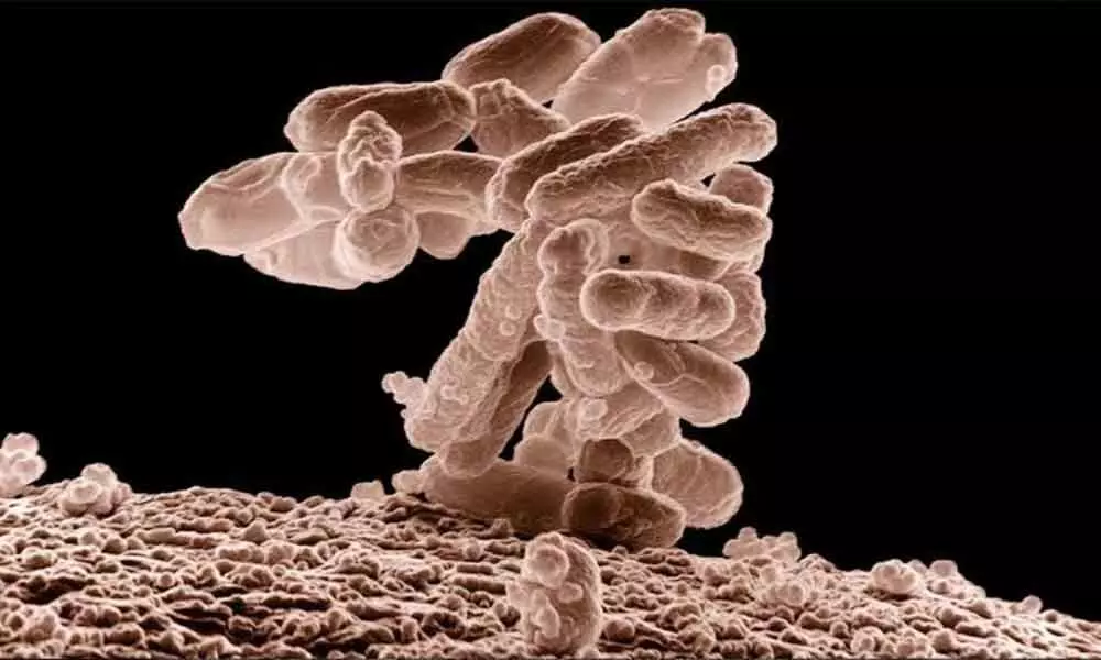 Scientists develop bacteria which eat carbon dioxide