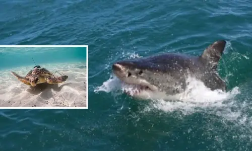 Animals could help humans monitor oceans: Study