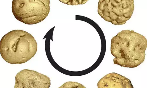 Animal embryos evolved long before animals: Study