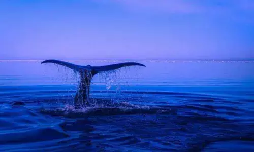 Animals could help humans monitor oceans: Study