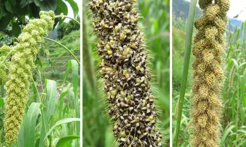 2-day conclave on cereals from today