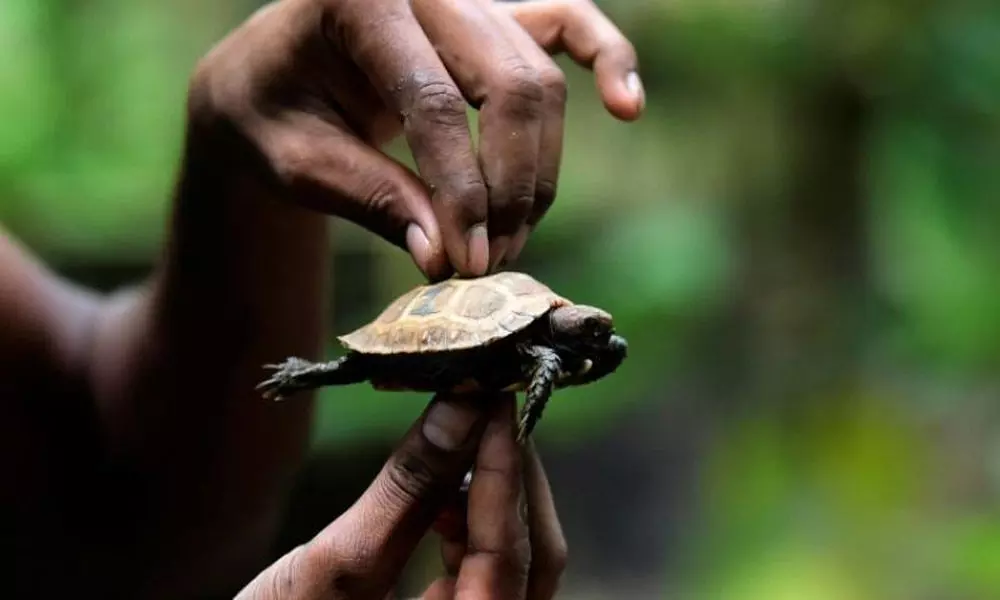 Near-extinct Bangladesh tortoises discovered