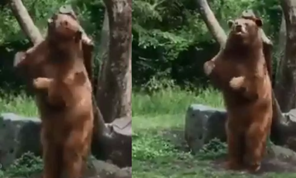 The Brown Bear  appears to be Dancing like theres no Tomorrow