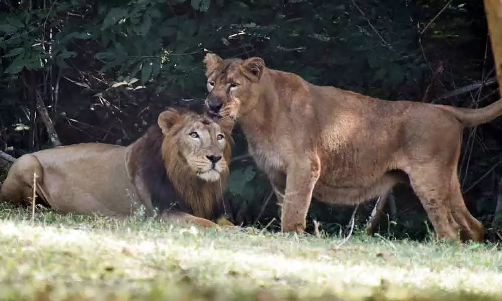 Visakhapatnam: Lions pair get new home at Indira Gandhi Zoological Park