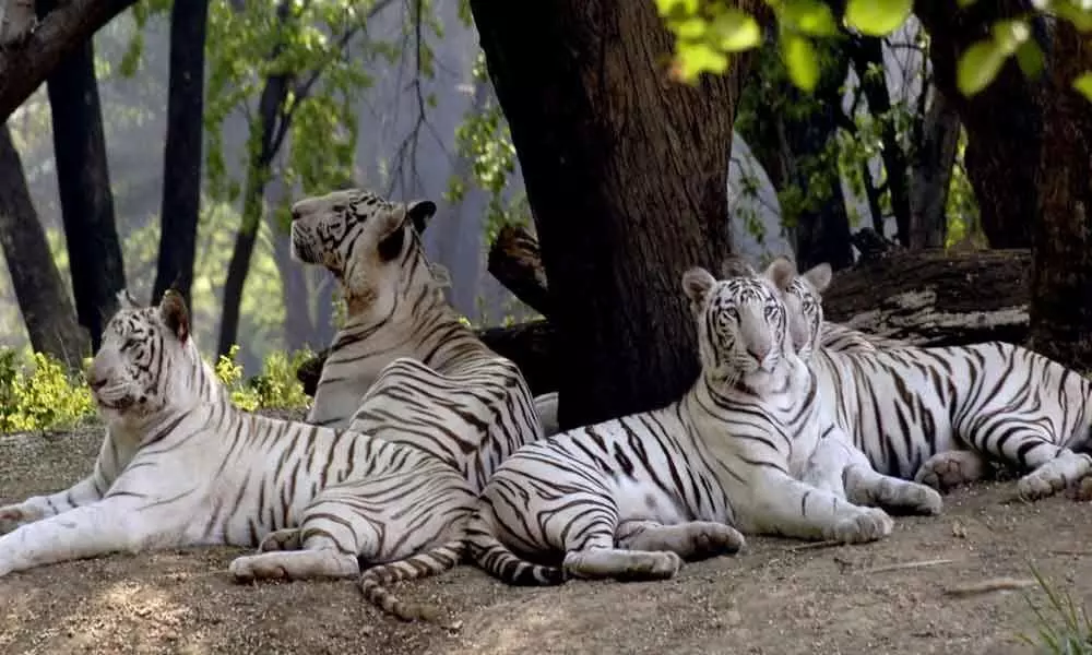SBI Hyderabad adopts 15 tigers at Nehru Zoological Park