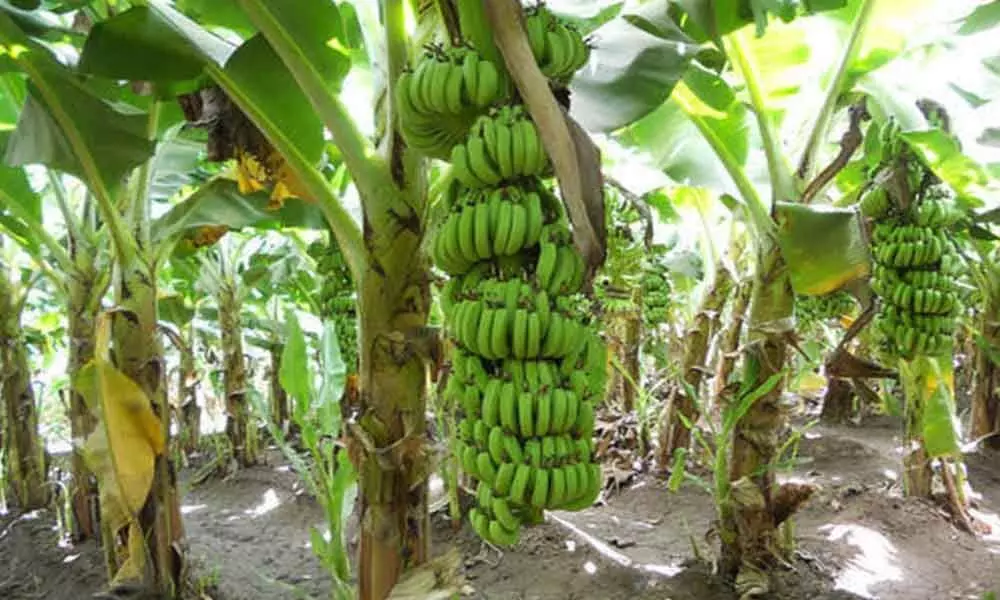 Banana plants used to develop eco-friendly packaging material: Study
