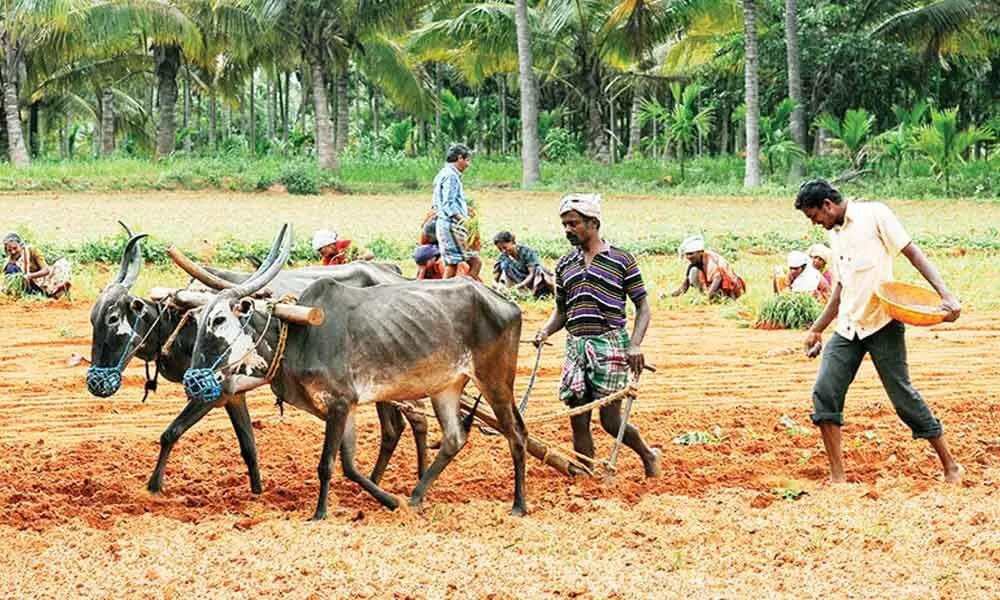 Farmer woes deserve top attention