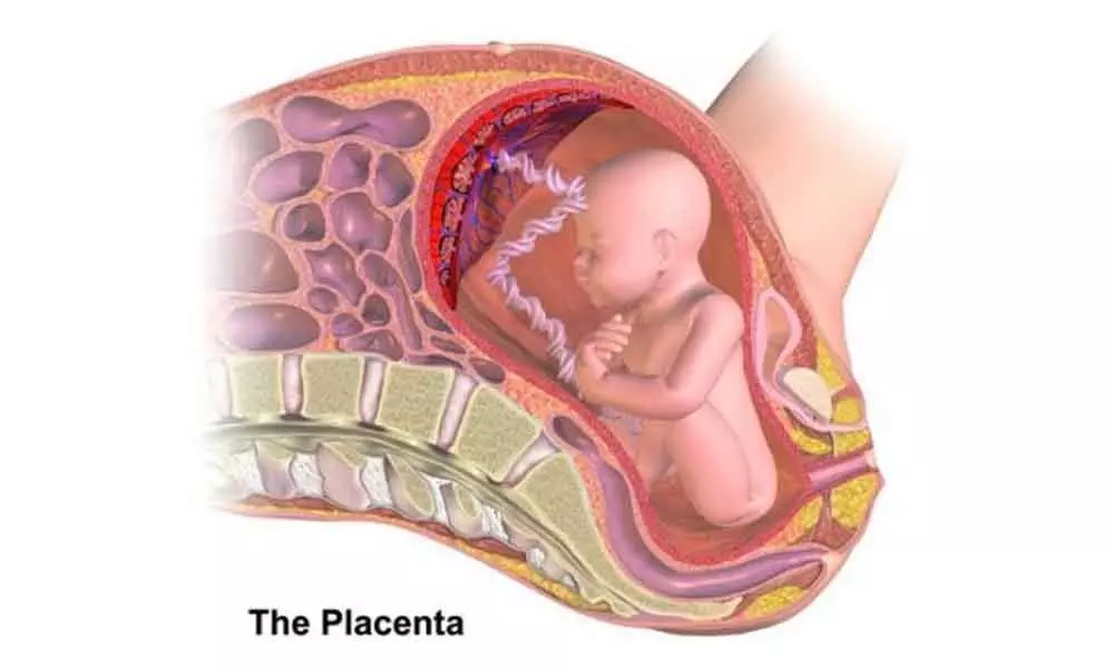 Placenta changes in older moms not good for male childs heart