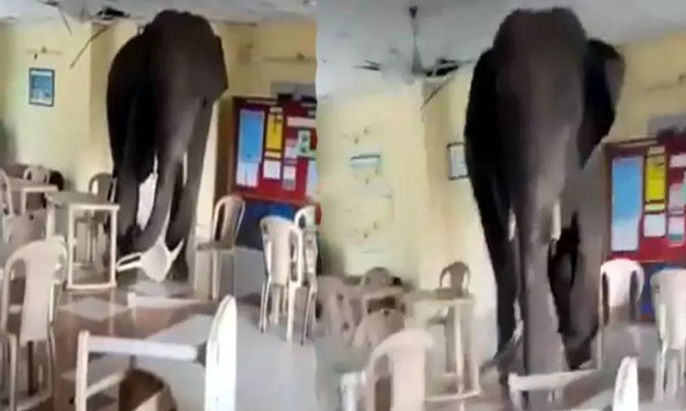 In Hasimara, Bengal, Elephant walks in Army canteen, causes complete chaos