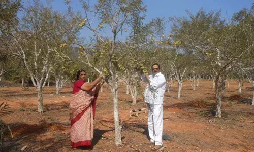 Wild gooseberries nutritional, commercially viable