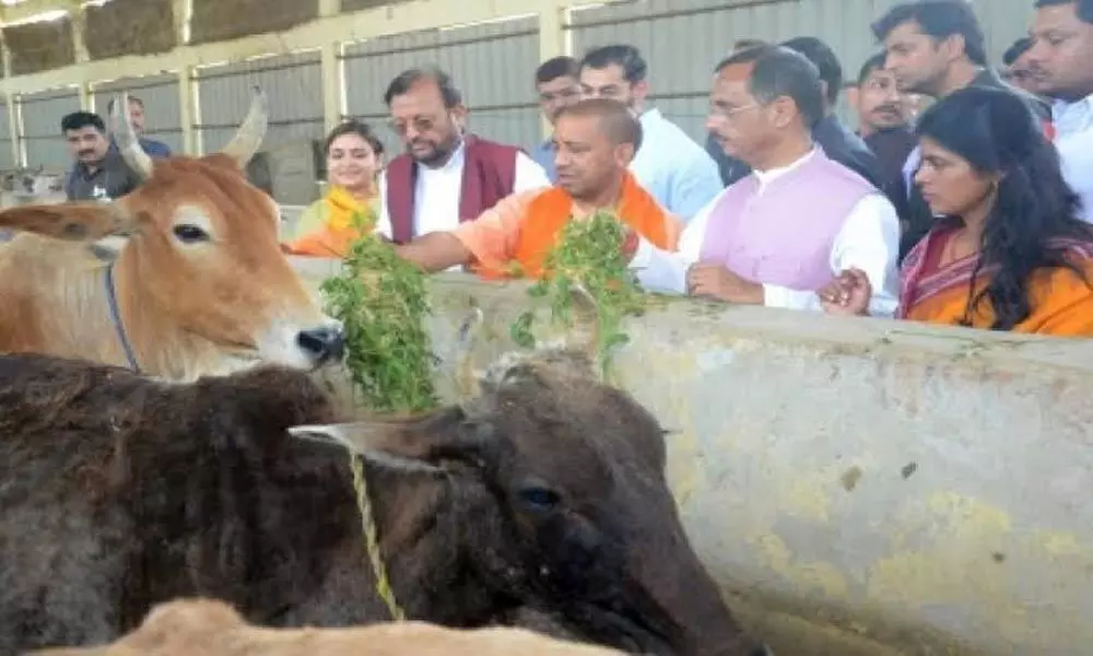 UP minister wants cow safaris for stray cattle