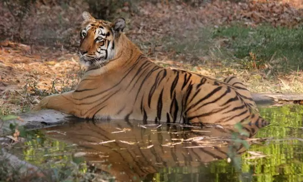 New Delhi: 346 wildlife crime cases, 21 tigers poached in 2018