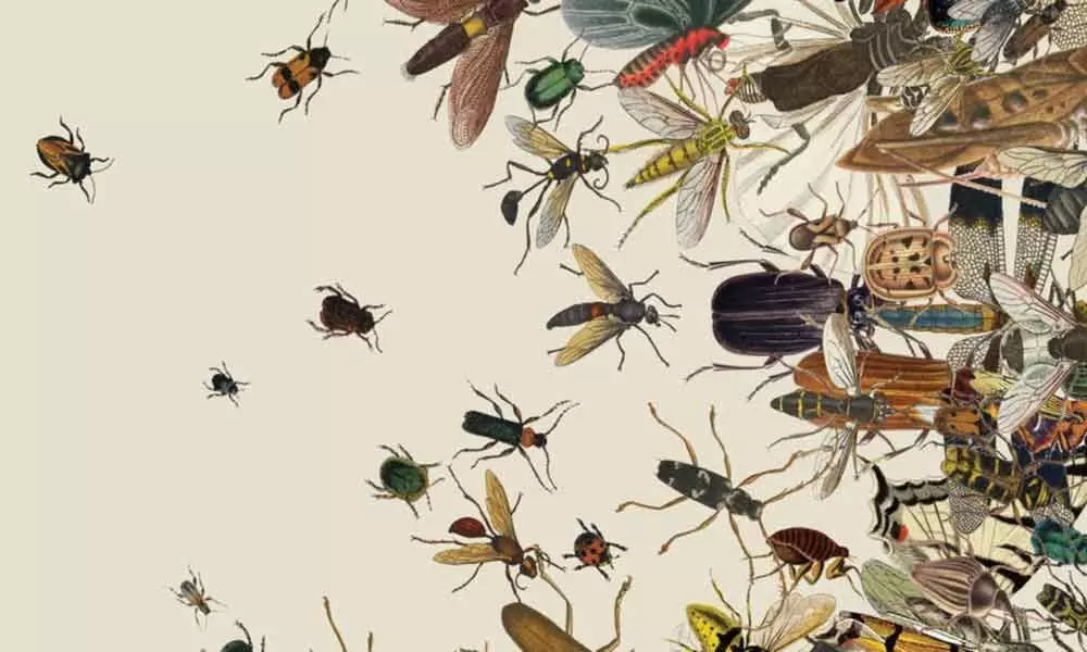 Washington DC: The alarming decline in insect populations finds study