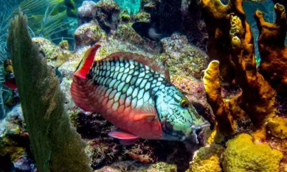 Washington: The study predicts when reefs die, parrotfish thrive