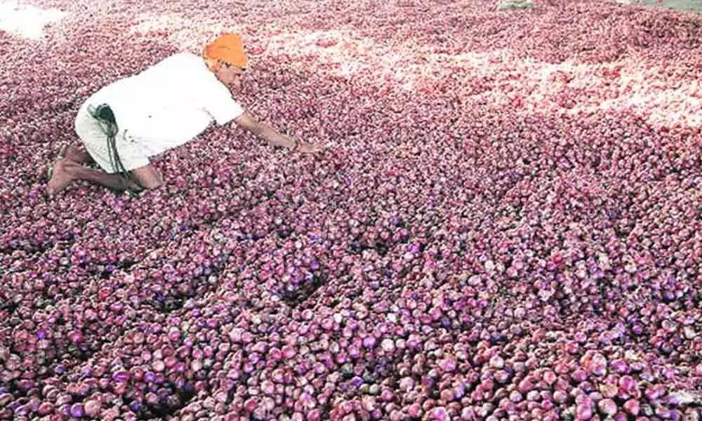Onion farmers celebrate high price