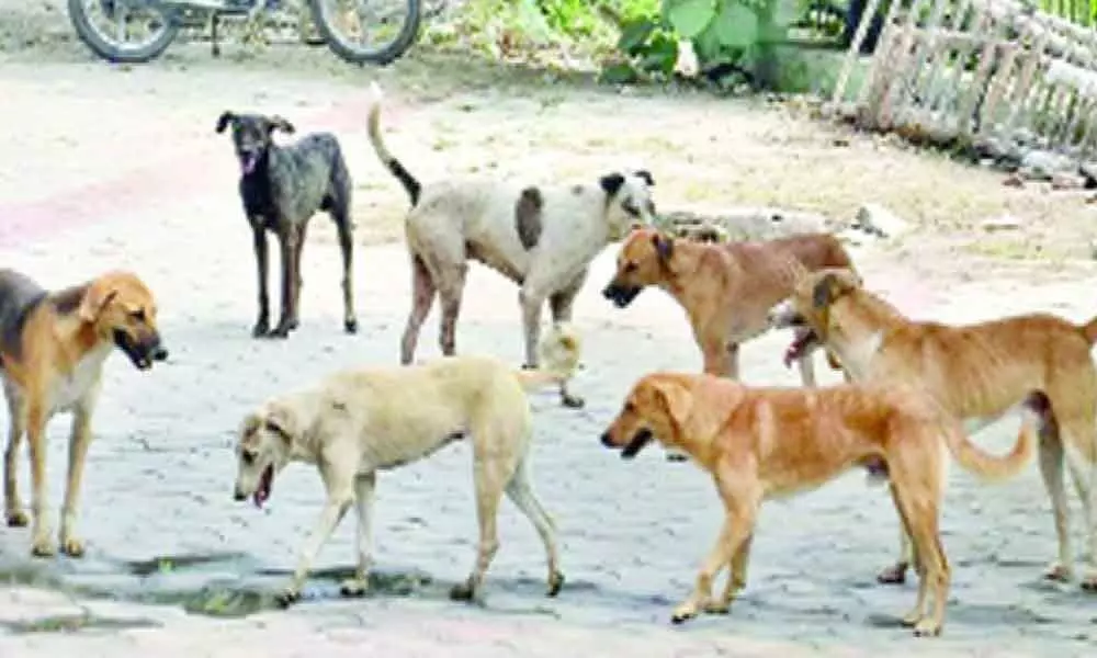 Stray dog menace in Nacharam division