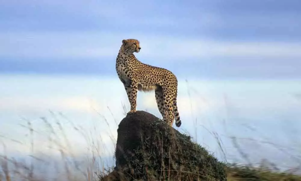 International Cheetah Day: Lets save the fastest beauties