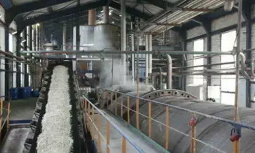 Sugar production plunges 54%