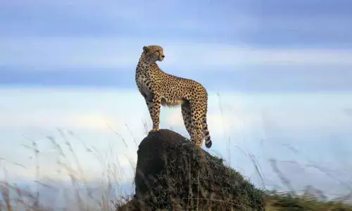 International Cheetah Day: Lets save the fastest beauties