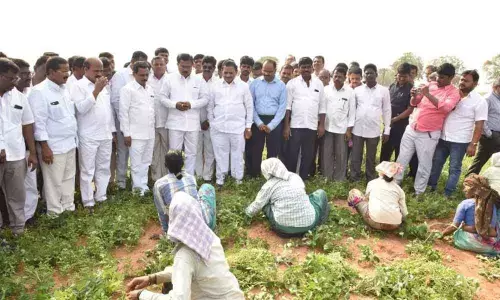 Will give boost to Dindi seed development centre: Minister Singireddy Niranjan Reddy