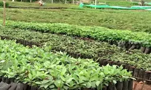 Haritha plants wilt as Sarpanches have no funds to water them