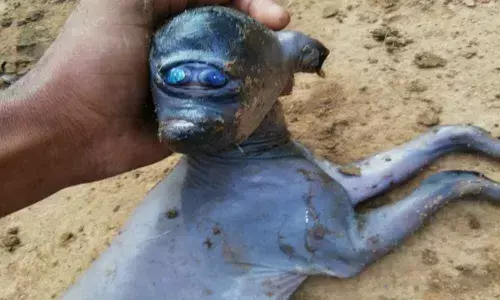 Kamareddy: Deformed goat kid draws a crowd