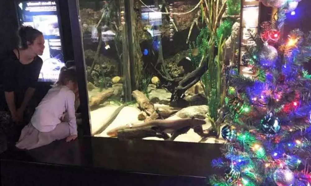 Electrical eel powers Christmas lights in Tennessee Aquarium