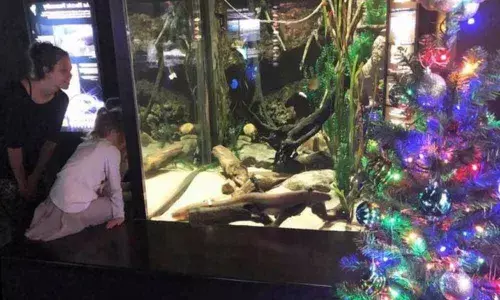 Electrical eel powers Christmas lights in Tennessee Aquarium