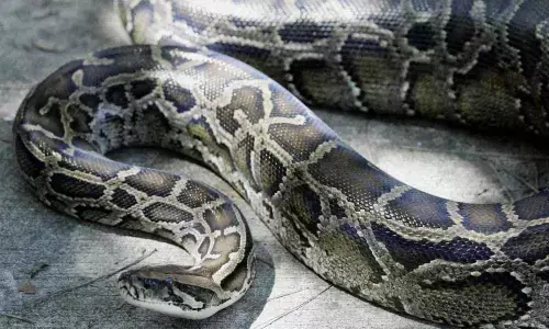 A young woman escapes narrowly after Snake wraps her neck